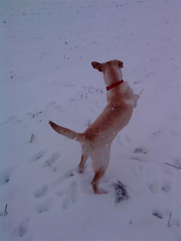 Labrador retriever Pixi - skægt at lege i sneen billede 13