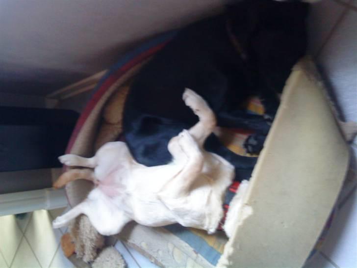 Labrador retriever Pixi - der findes ikke noget bedre end at sove sammen med sin bror billede 14