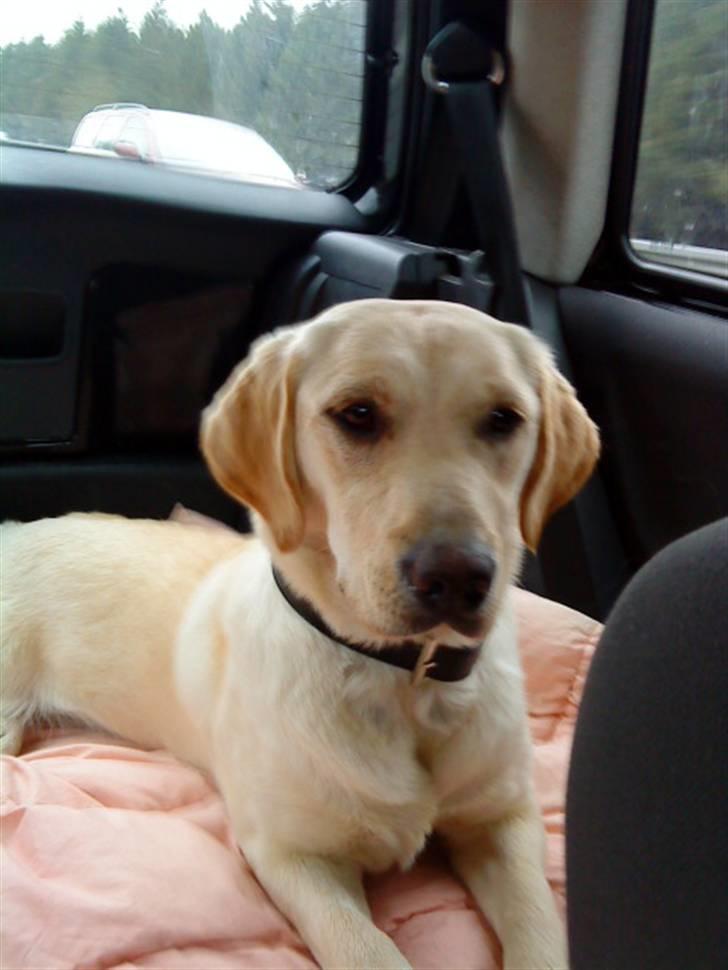 Labrador retriever Pixi - Elsker en god køre tur  billede 15