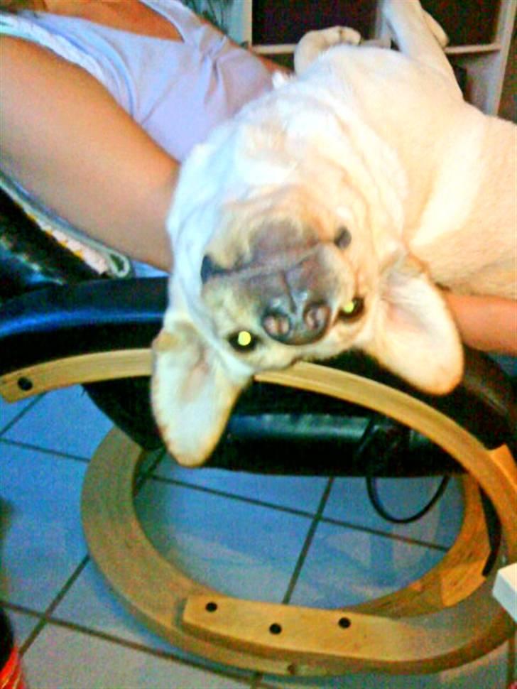 Labrador retriever Pixi - Flagremusen Pixi billede 16