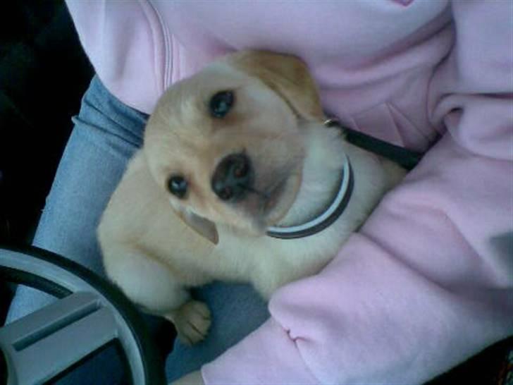 Labrador retriever Pixi - Første dag væk fra de andre billede 17