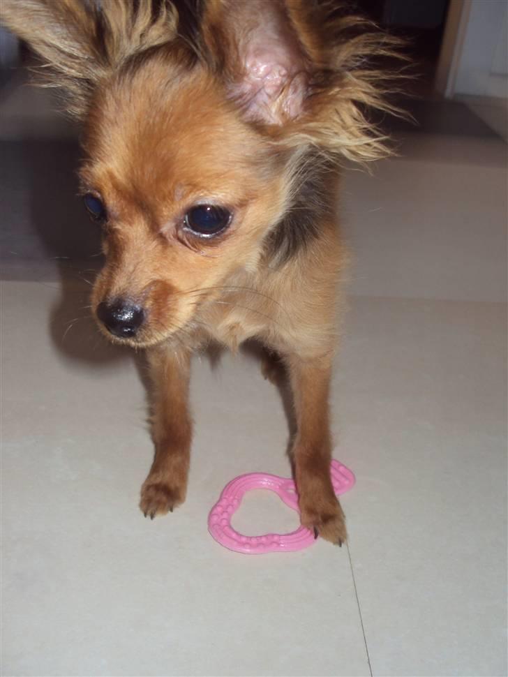 Russisk toy terrier CoCo billede 13