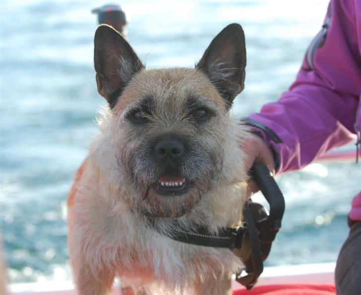 Blanding af racer Bella *FranskbullTerrier* - Mega seje Bella er med ude og sejle i båden : D billede 3