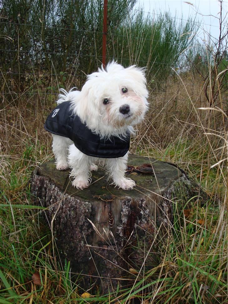 Malteser Malthe billede 11