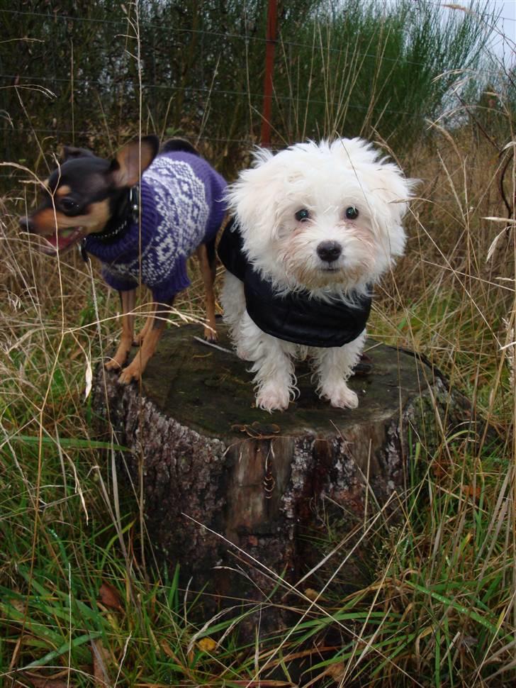 Malteser Malthe billede 12