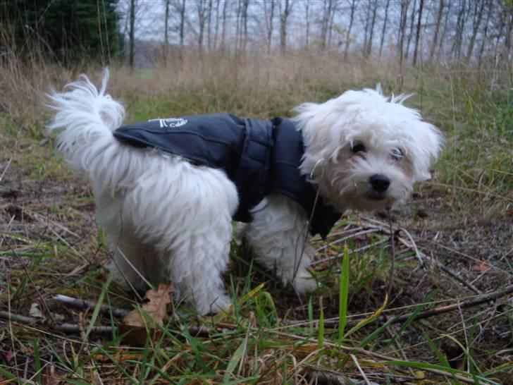 Malteser Malthe billede 13