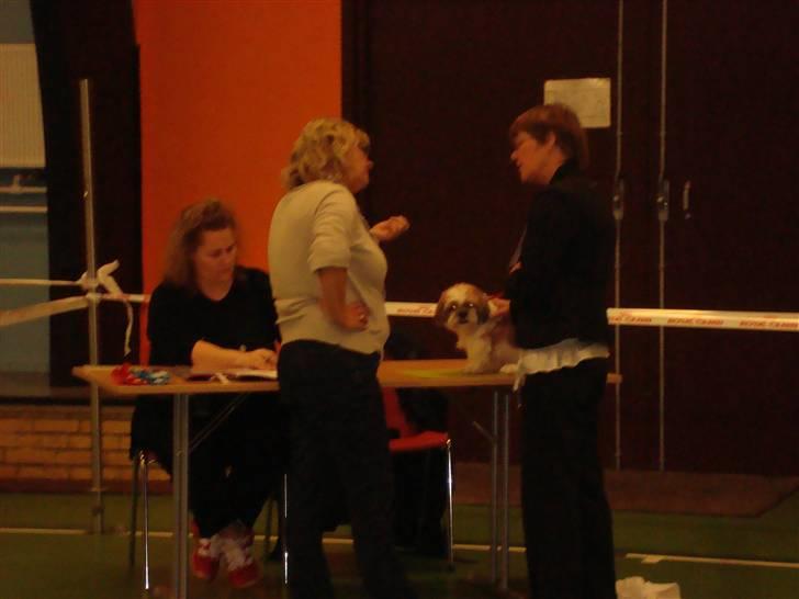 Shih tzu HappyLady Vom Drachenberg billede 9