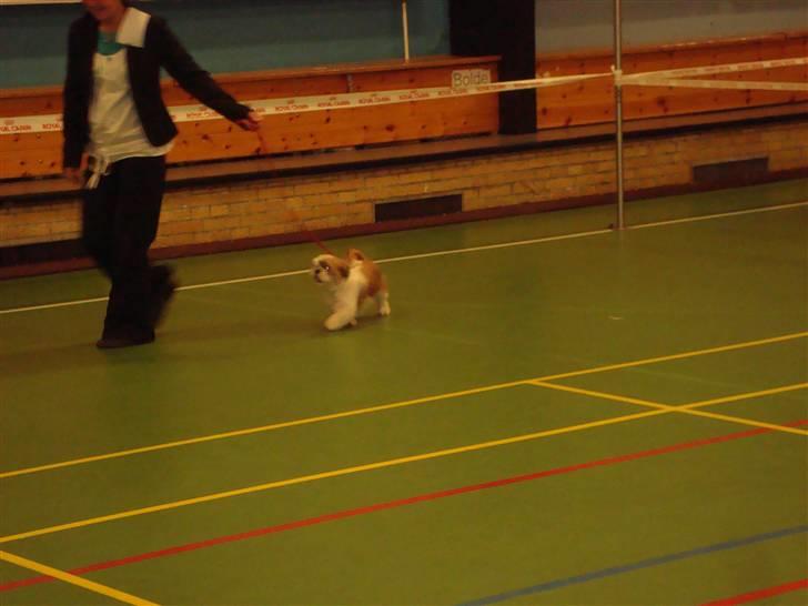 Shih tzu HappyLady Vom Drachenberg billede 10