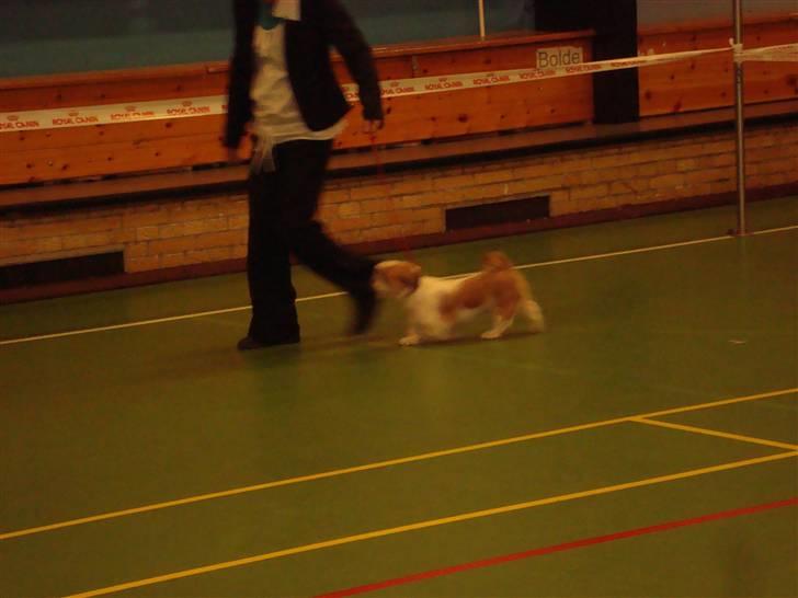 Shih tzu HappyLady Vom Drachenberg billede 11