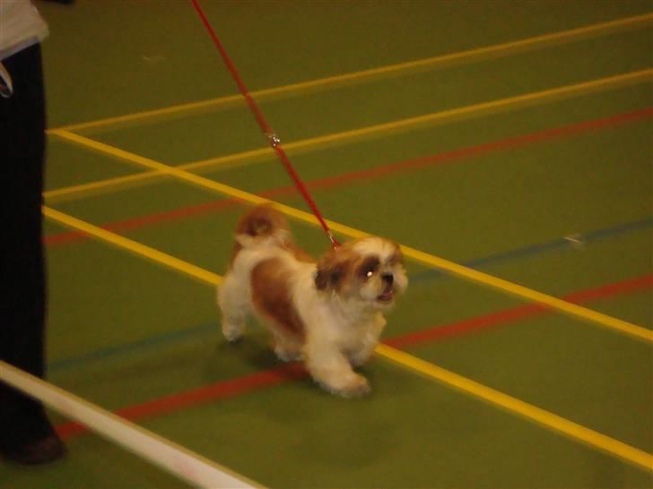 Shih tzu HappyLady Vom Drachenberg billede 12