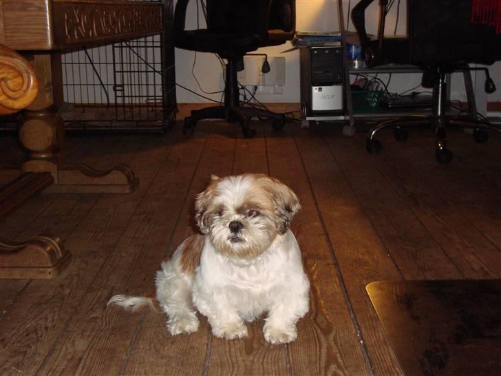 Shih tzu HappyLady Vom Drachenberg billede 13