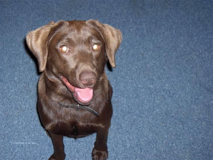 Blanding af racer Bruno R.I.P  billede 1