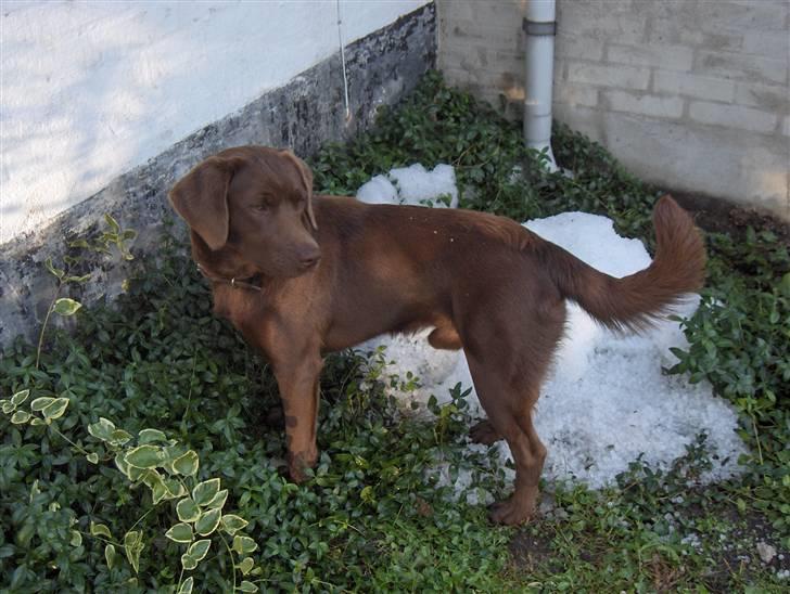 Blanding af racer Bruno R.I.P  billede 2