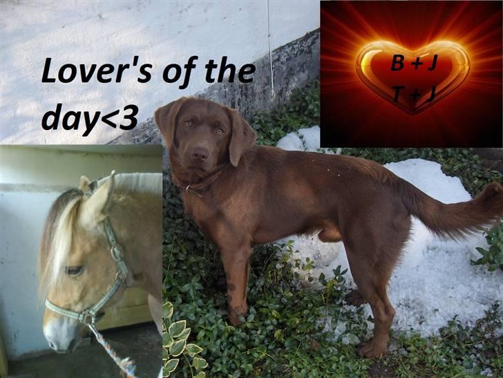 Blanding af racer Bruno R.I.P  billede 3