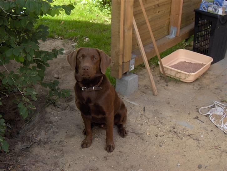 Blanding af racer Bruno R.I.P  billede 4