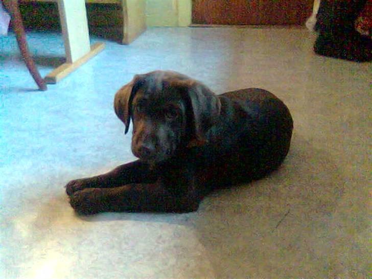 Blanding af racer Bruno R.I.P  billede 5