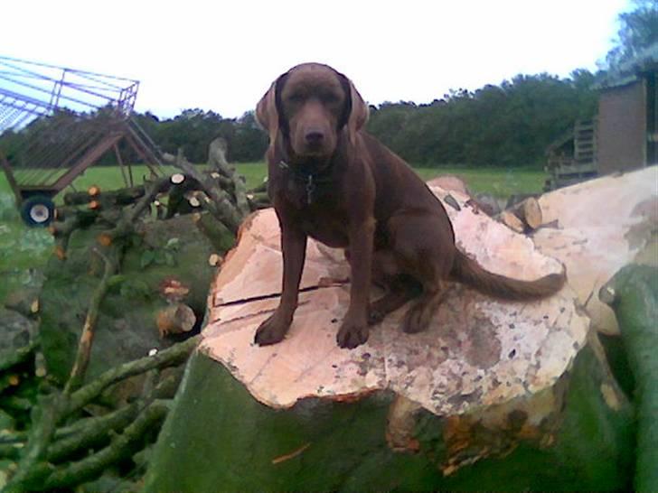 Blanding af racer Bruno R.I.P  billede 6