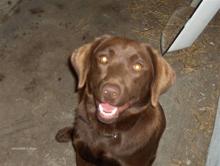 Blanding af racer Bruno R.I.P  billede 7