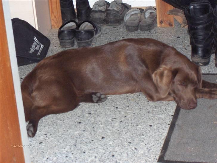 Blanding af racer Bruno R.I.P  - Lad mig dog sove i fred!! billede 8