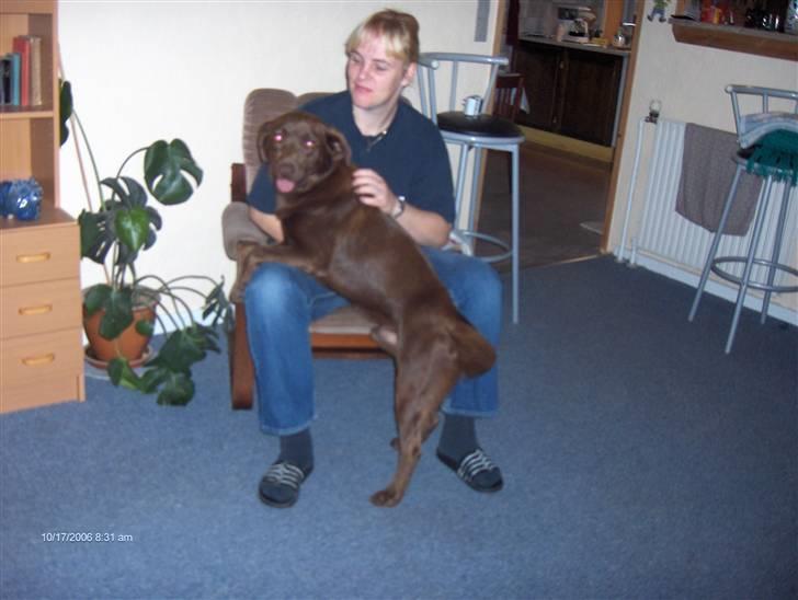 Blanding af racer Bruno R.I.P  billede 9