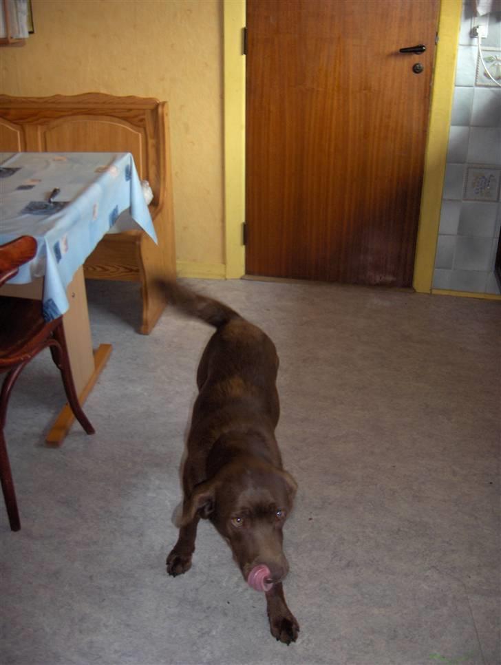 Blanding af racer Bruno R.I.P  billede 10