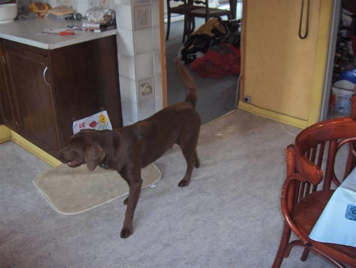 Blanding af racer Bruno R.I.P  billede 11