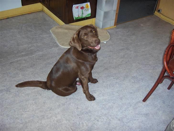 Blanding af racer Bruno R.I.P  billede 12