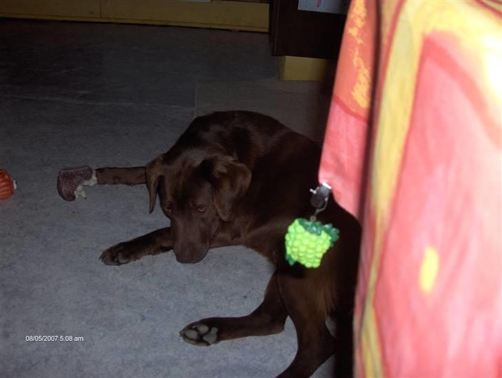 Blanding af racer Bruno R.I.P  billede 14