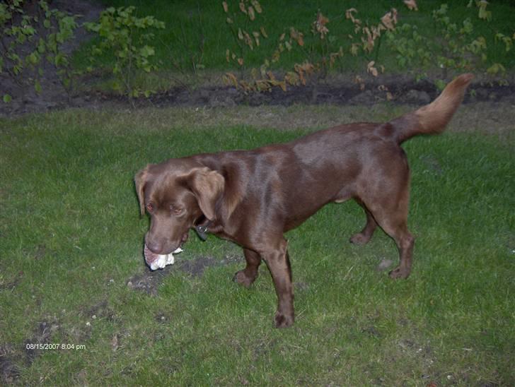 Blanding af racer Bruno R.I.P  billede 15