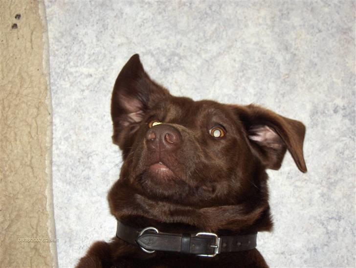 Blanding af racer Bruno R.I.P  billede 16