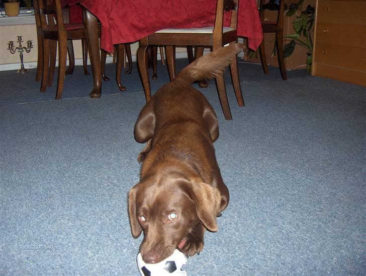 Blanding af racer Bruno R.I.P  - så lad mig dog lege i fred!!! billede 17