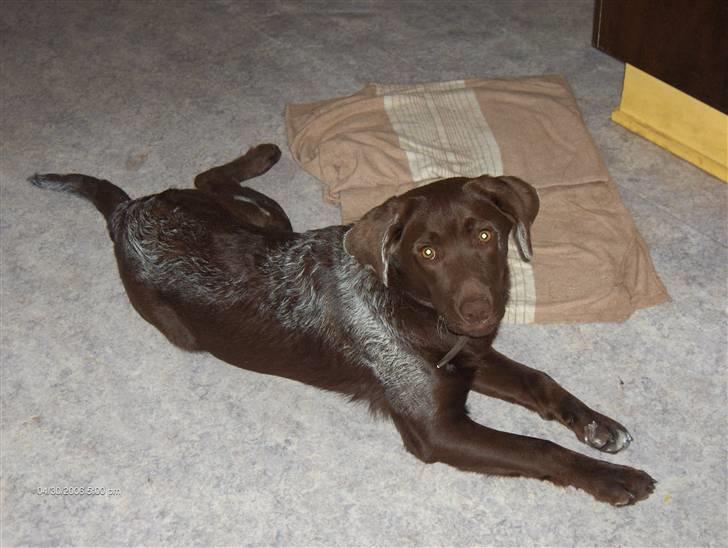 Blanding af racer Bruno R.I.P  - så er man også blevet malet lidt :P billede 18