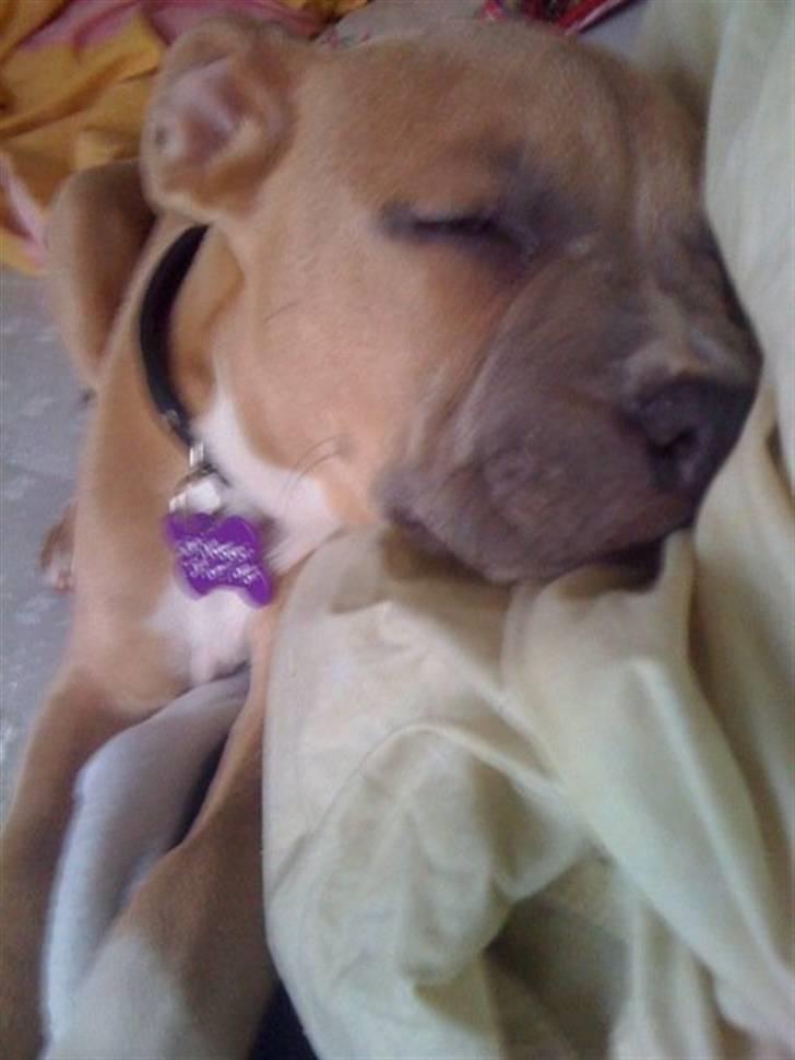 Amerikansk staffordshire terrier chika billede 4