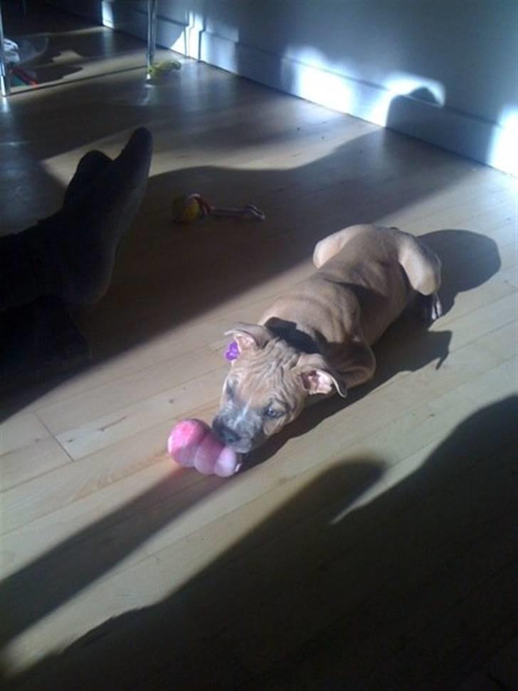 Amerikansk staffordshire terrier chika billede 5