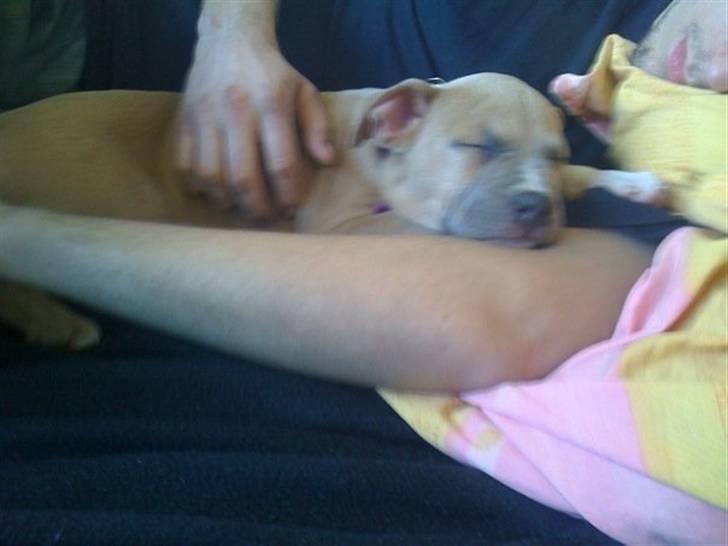 Amerikansk staffordshire terrier chika billede 6