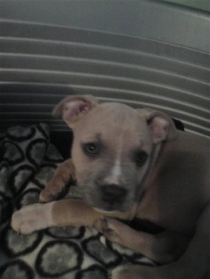 Amerikansk staffordshire terrier chika billede 7