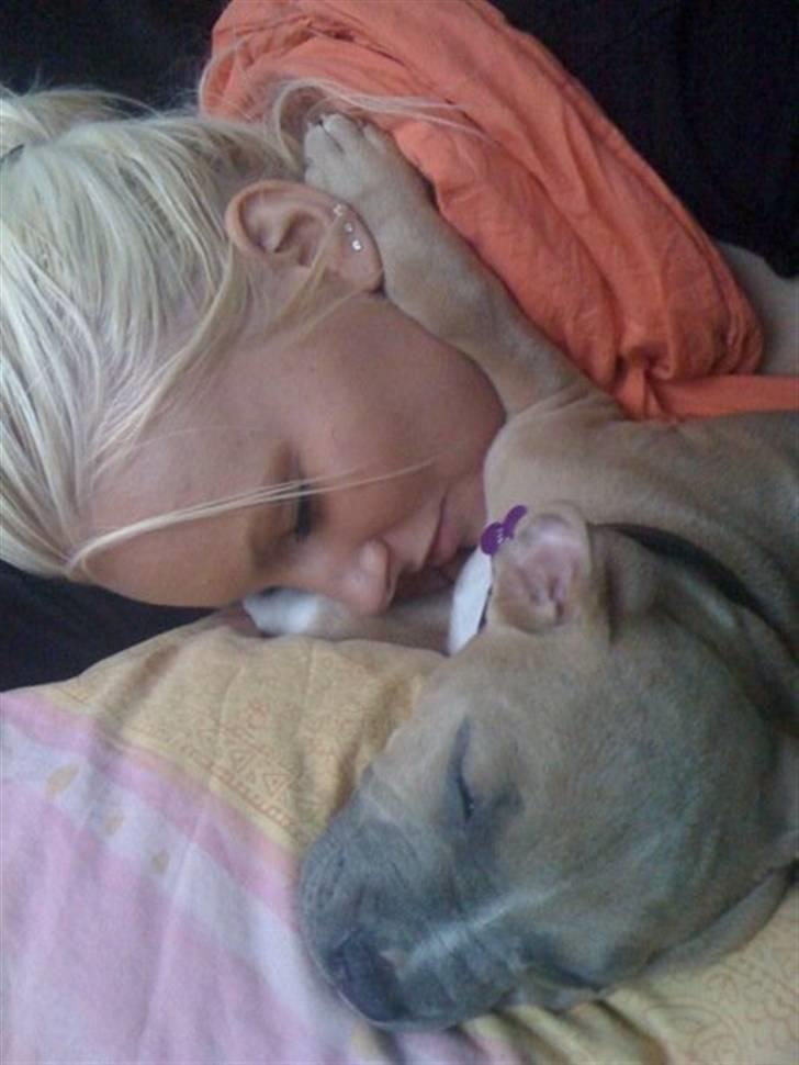 Amerikansk staffordshire terrier chika billede 8