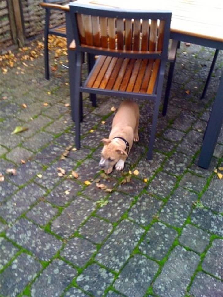 Amerikansk staffordshire terrier chika billede 9