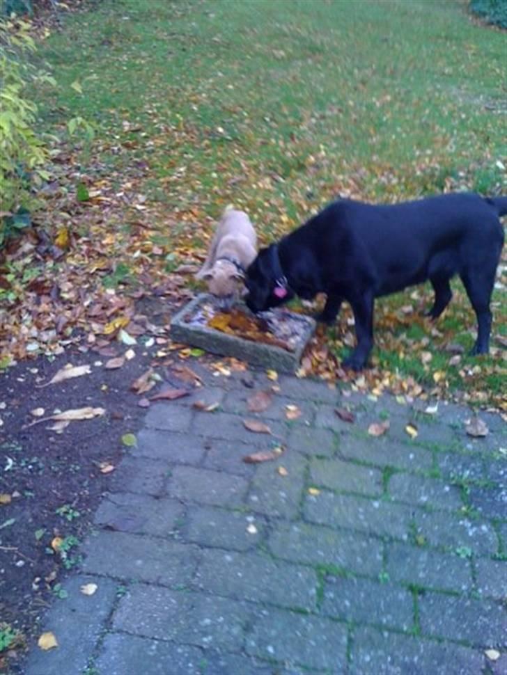 Amerikansk staffordshire terrier chika billede 10