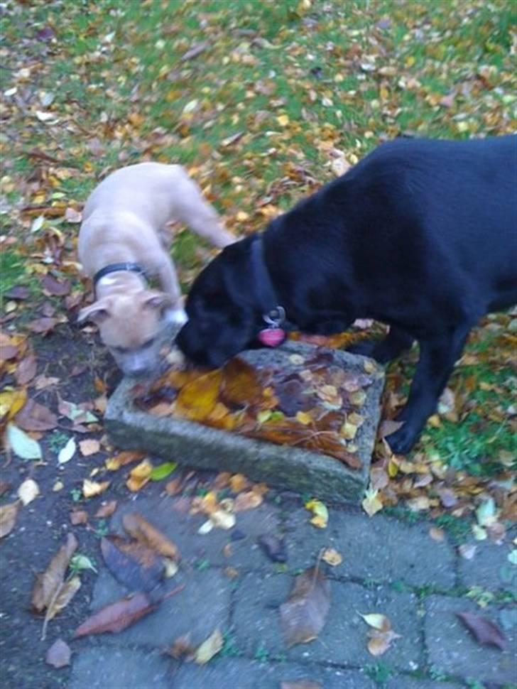 Amerikansk staffordshire terrier chika billede 11