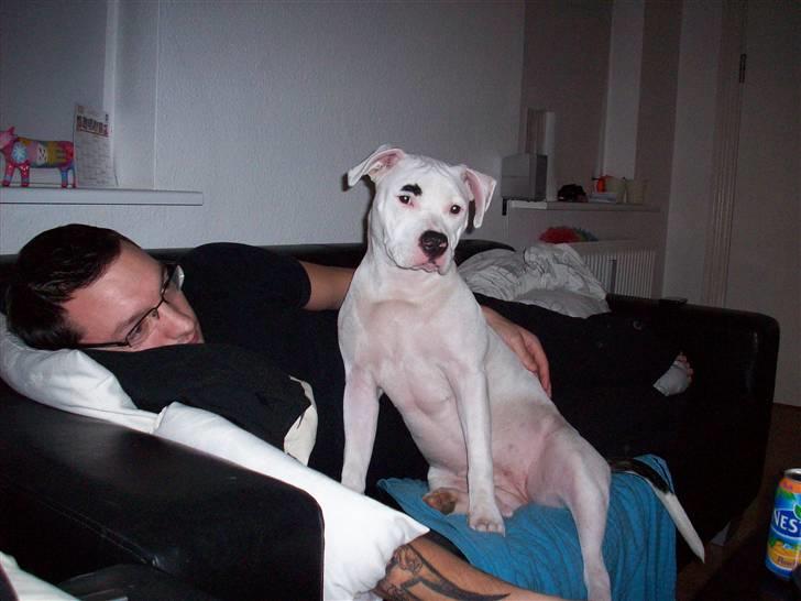 Amerikansk staffordshire terrier Micha billede 17