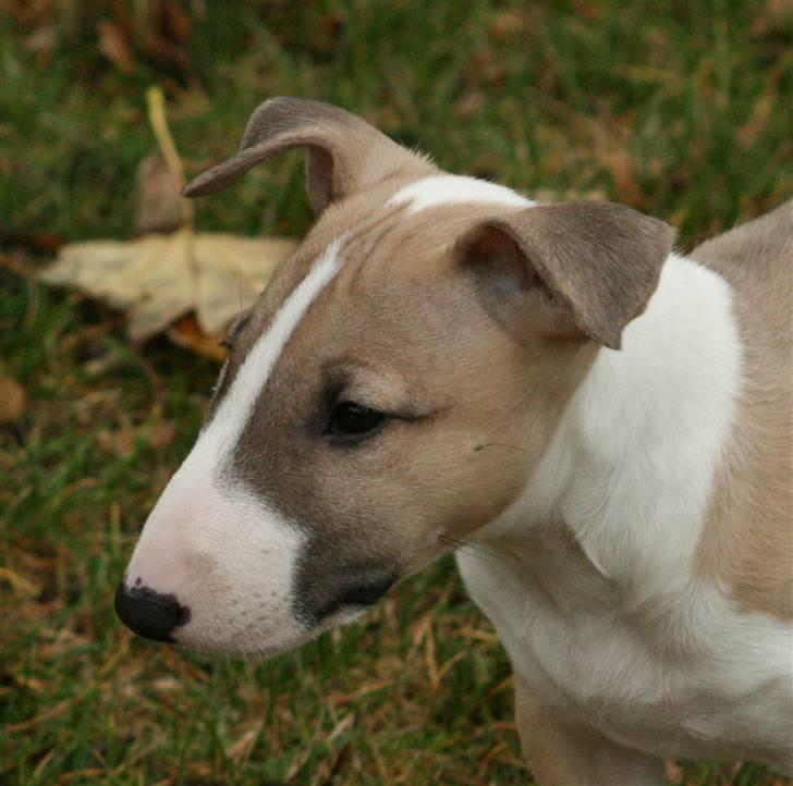 Bullterrier miniature Grace Vom-Emkental  billede 7