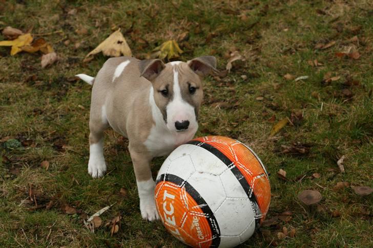 Bullterrier miniature Grace Vom-Emkental  billede 8