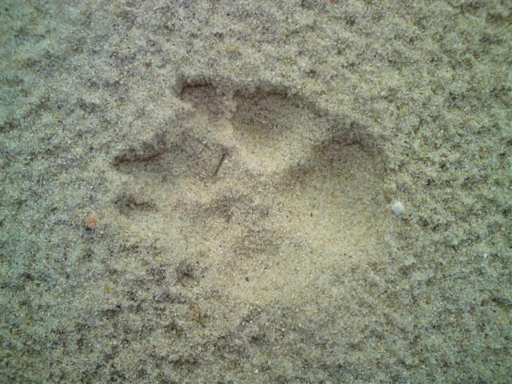 Islandsk fårehund Bassi - På stranden med Bassi <3 pote aftryk :) <3 billede 1