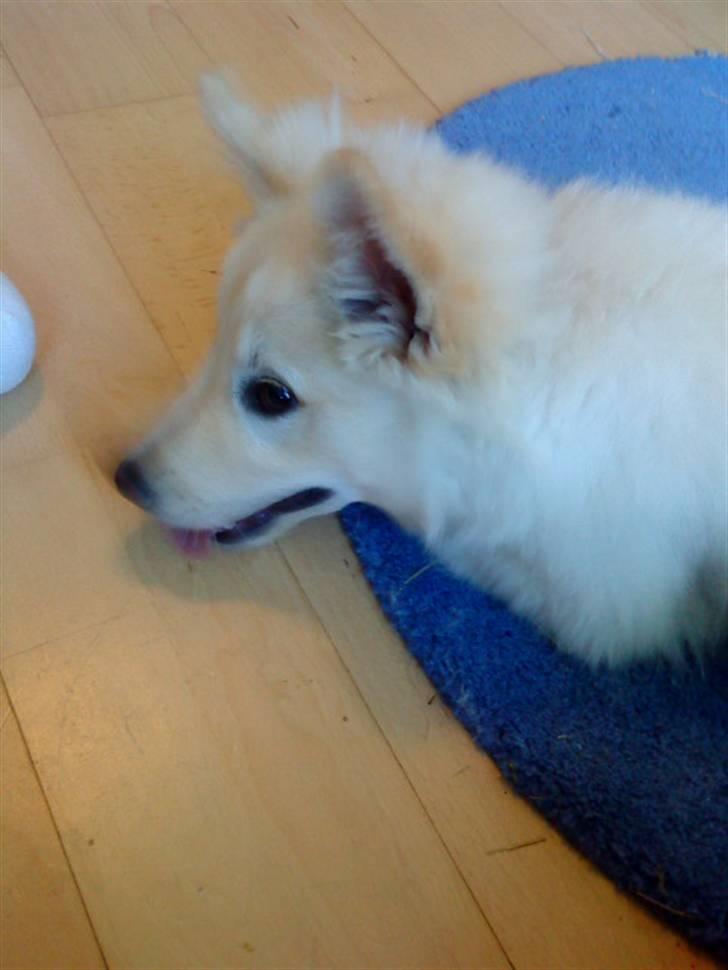 Islandsk fårehund Bassi - Bassi da vi næsten lige havde fået ham :P <3 billede 2