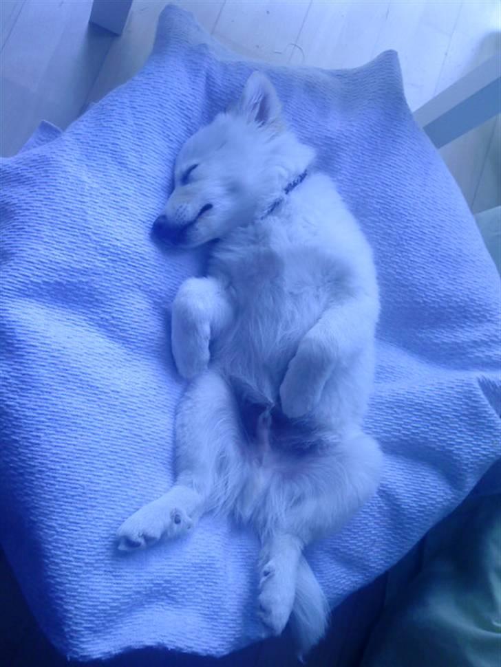 Islandsk fårehund Bassi - Lille Bassi sover på ryggen ;) <3 billede 3