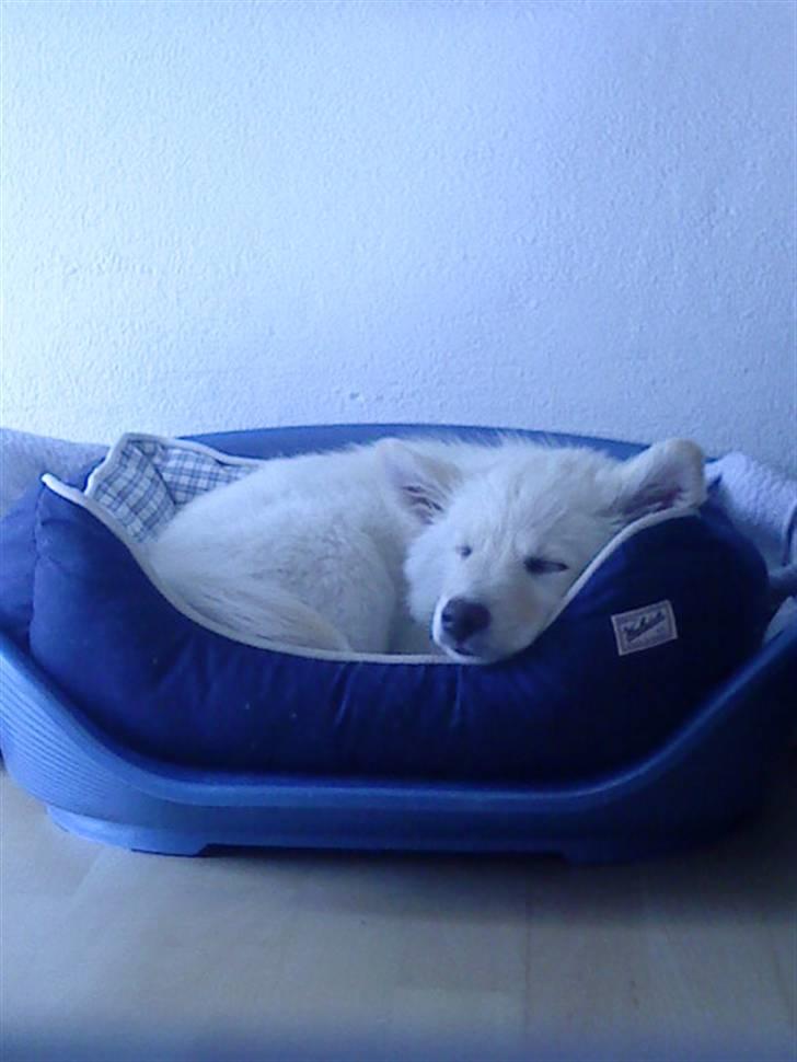 Islandsk fårehund Bassi - Bassi den gang han kunne være i den lille kurv :O <3 billede 4