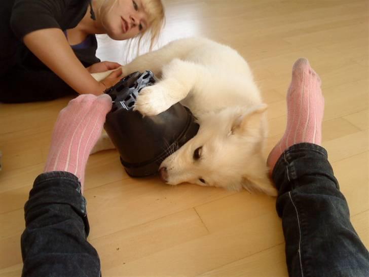 Islandsk fårehund Bassi - Bassi med sin elskede potte plante :) <3  billede 5