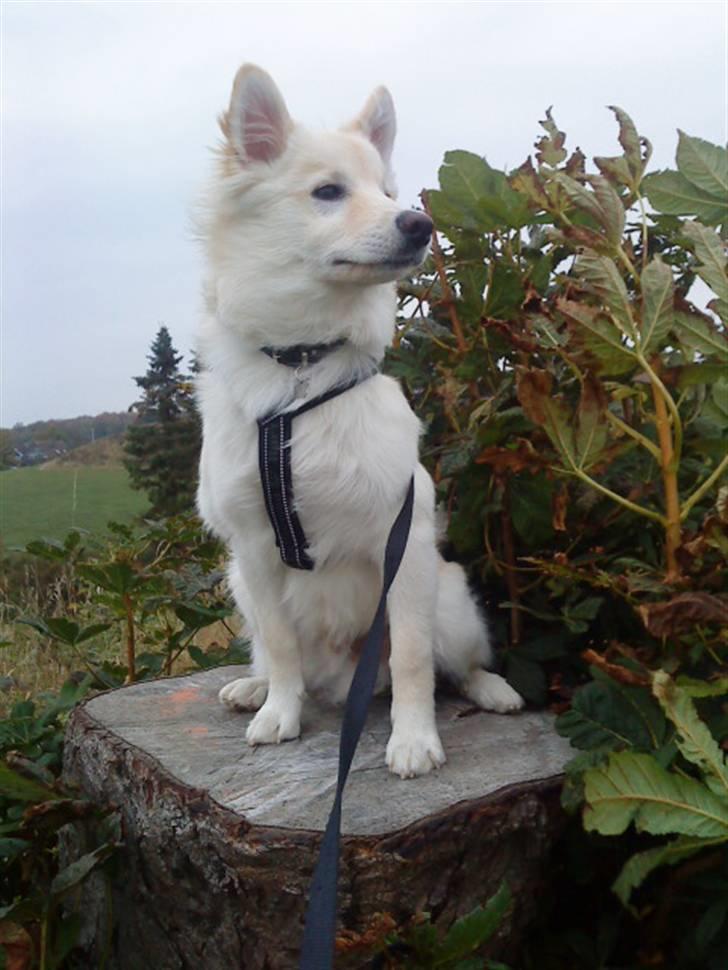 Islandsk fårehund Bassi - Bassi i dag <3 billede 6