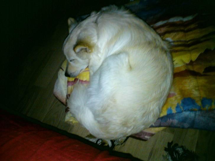 Islandsk fårehund Bassi - Bassi sover på gulvet :)<3 billede 7